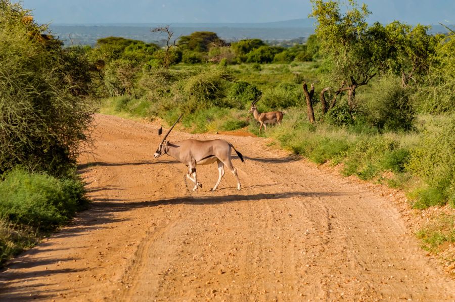 Afrika, Springbock