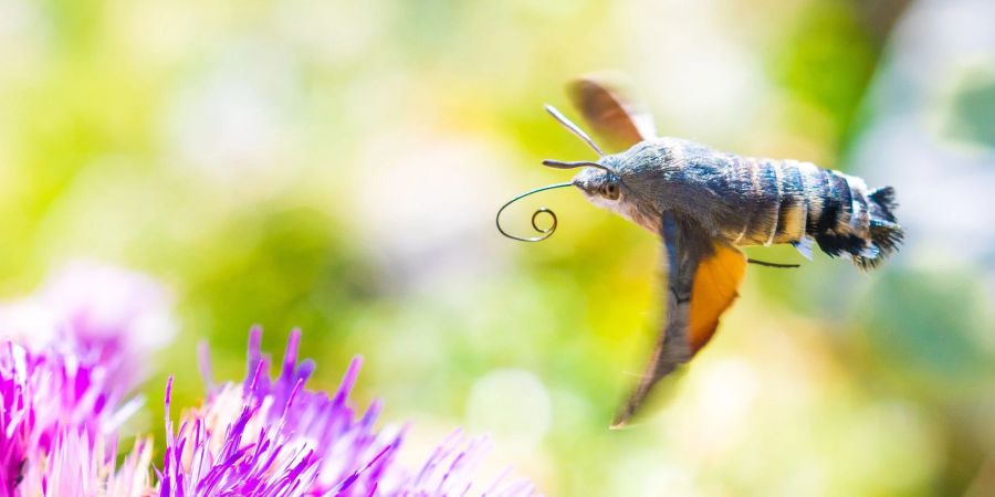Viele der gen Süden ziehenden Insekten sind bekannte Gartenbewohner - so auch das Taubenschwänzchen.