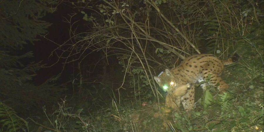 Der Luchs drei Monate nach seiner Auswilderung am Pilatus im Raum Escholzmatt-Marbach. Er frisst mehrere Tage an einem Beutetier.