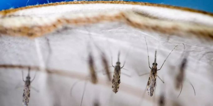 93 Prozent aller Malaria-Infektionen entfallen auf Afrika. Malaria