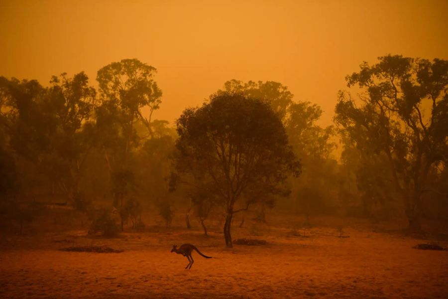 Buschbrände in Australien