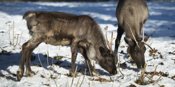 Die stark unterschiedlichen Temperaturen sind für die Züchter eine Herausforderung. Lappland