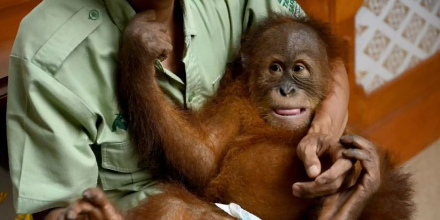 Orang-Utan Bon Bon mit seinem Pfleger