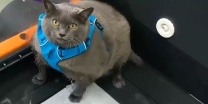 «Ich im Fitness» - Katze muss abnehmen – Video des Workouts geht viral
