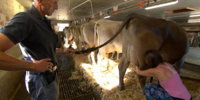 «Bauer, ledig, sucht» - Veganerin muss zum Kuh-Melk-Test antreten