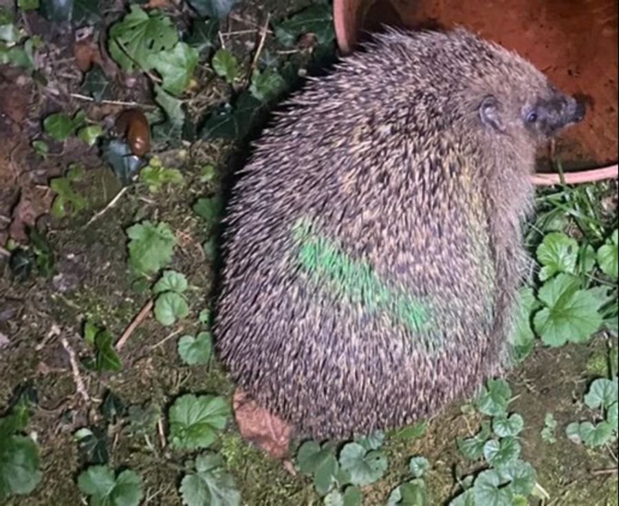 In Basel haben Tierschützer neun mit verschiedenen Farben besprayte Igel entdeckt.