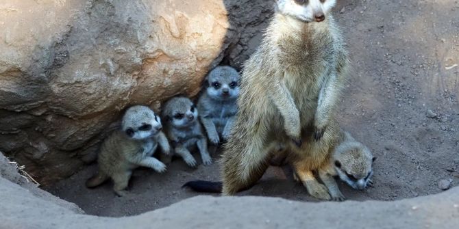 erdmännchen
