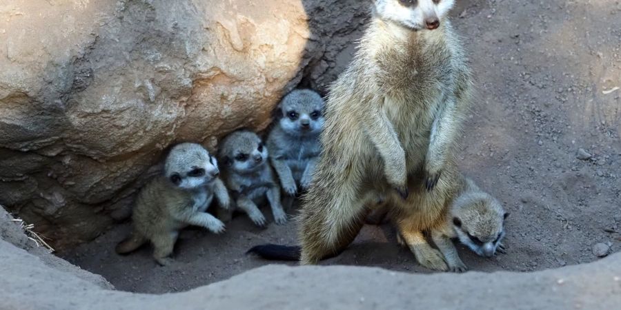 erdmännchen