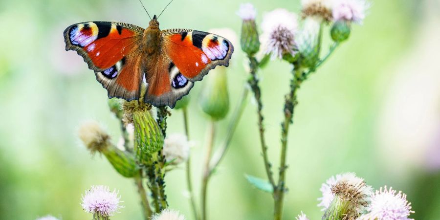 Wer Schmetterlinge in seinen Garten locken möchte, sollte Disteln und Brennnesseln nicht beseitigen.