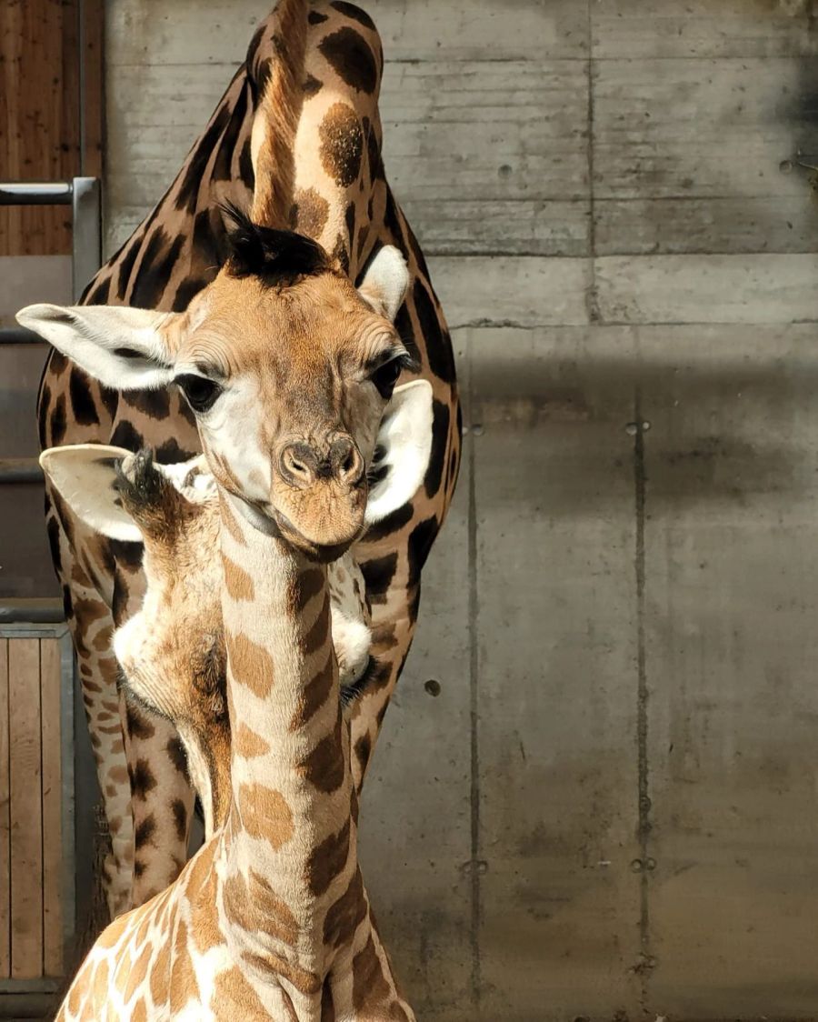 Das Giräffchen ist bereits die 26. Rothschild-Giraffe im Knies Kinderzoo.