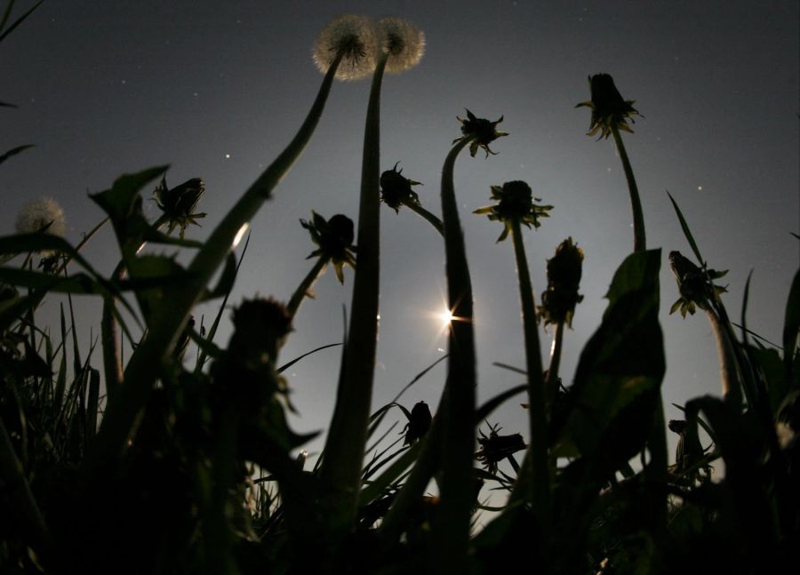 Mond Gras Sterne Blumen