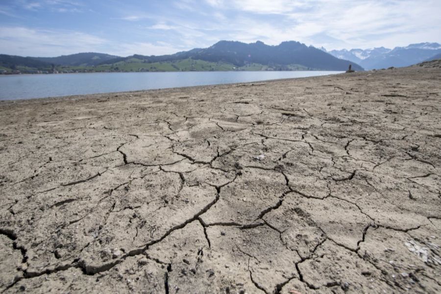 Die Natur leidet unter der Trockenheit.