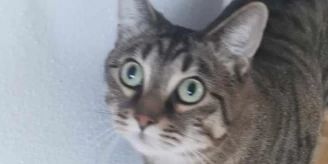 «Schande!» - Zürcher Familie zieht weg – und lässt Büsi einfach zurück