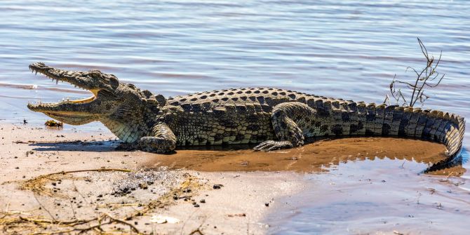 Krokodil