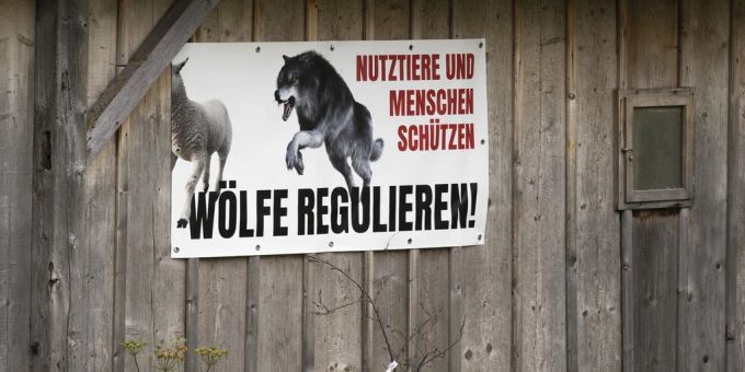 Ein Plakat mit der Aufschrift «Nutztiere und Menschen schützen. Wölfe regulieren» hängt an der Wand eines Stalls. (KEYSTONE/Peter Klaunzer) wolf