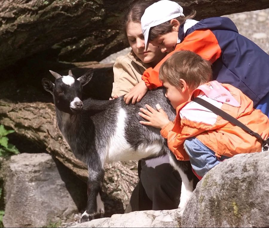 Gemäss der Direktorin herrsche keine zeitmässige Tierhaltung. (Symbolbild)