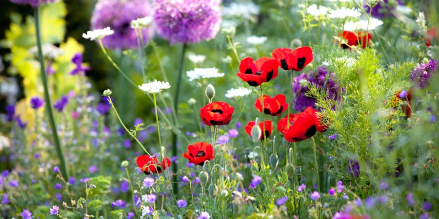 Machen Sie sich Ihren Garten zum farbenprächtigen Blumenparadies.
