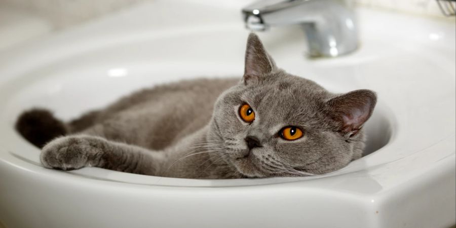 Katze im Waschbecken