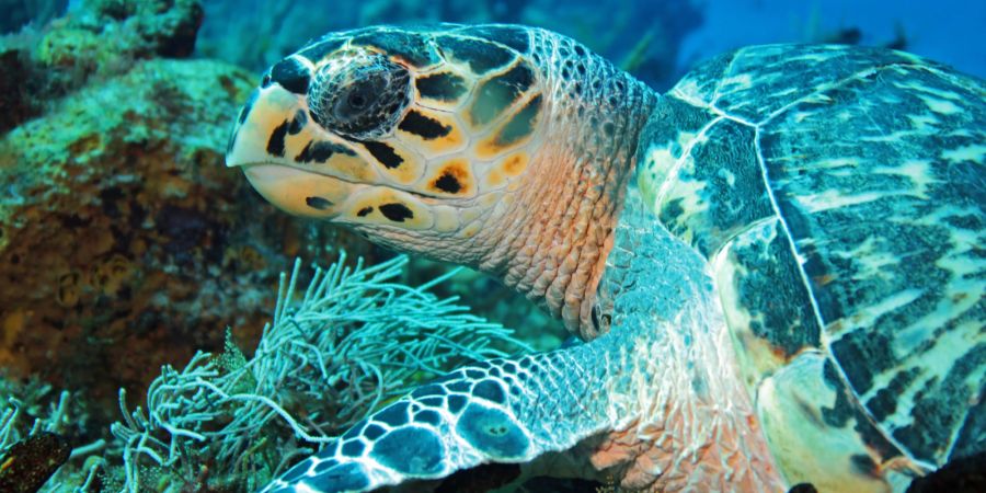 Schildkröte im Wasser