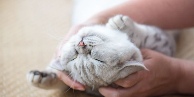 Einige Katzen geniessen das Kitzeln, andere weniger. Katze wird massiert