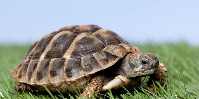 Landschildkröten können ein extrem hohes Alter erreichen. Landschildkröte