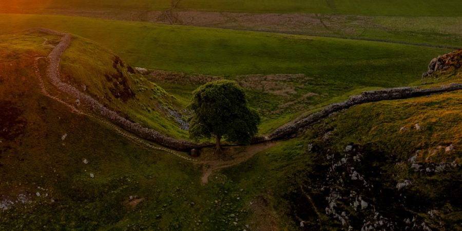 Sycamore Gap Baum