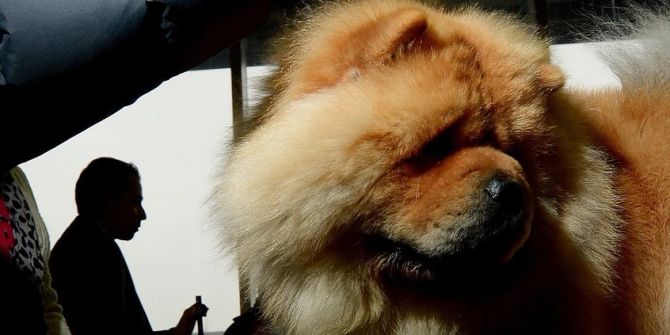 Chow-Chow