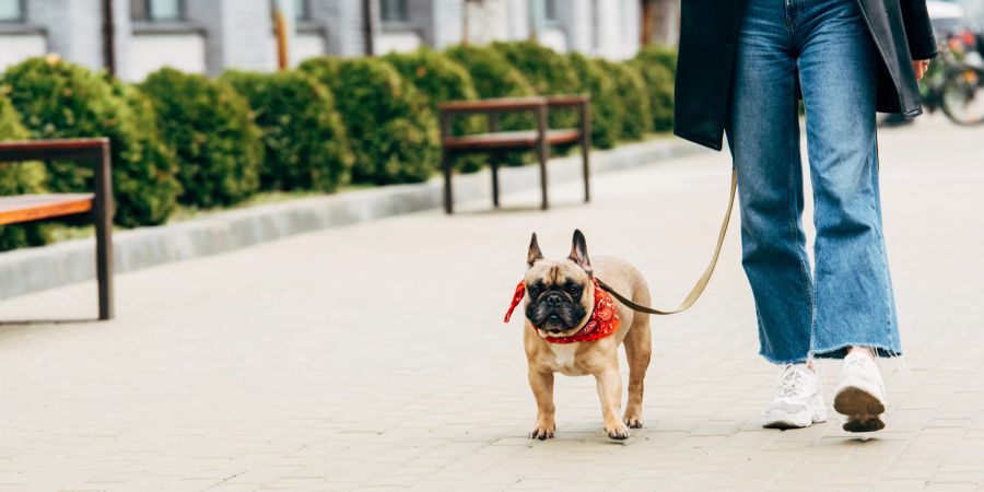 Regelmässige Spaziergäng sind ein Muss für Hundebesitzer