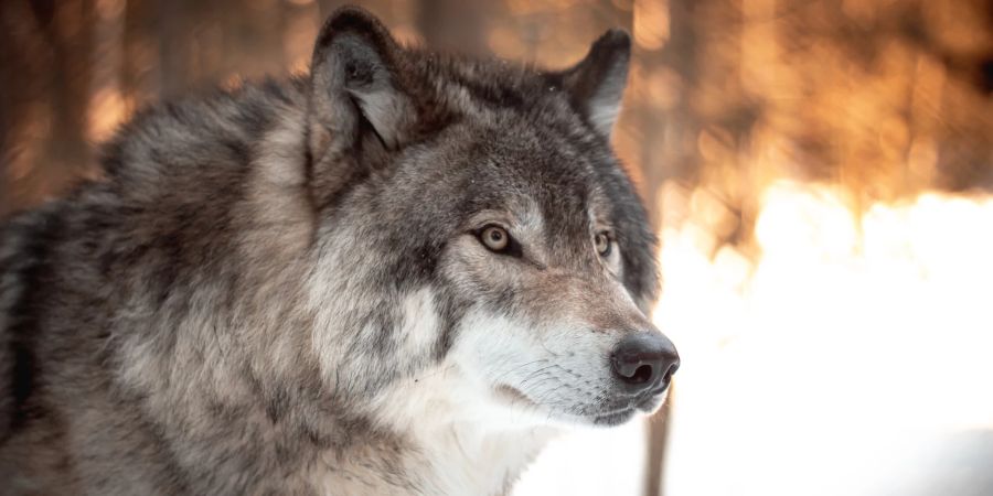 wolf jagd graubünden verbot