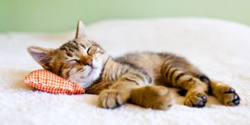 Katze, Bett