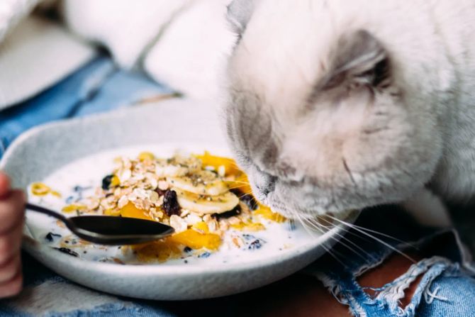 Katze probiert vom Müsliteller
