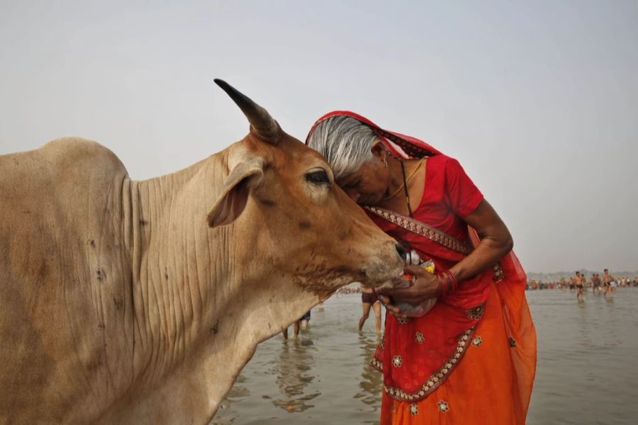 In Indien gelten Kühe als heilig.