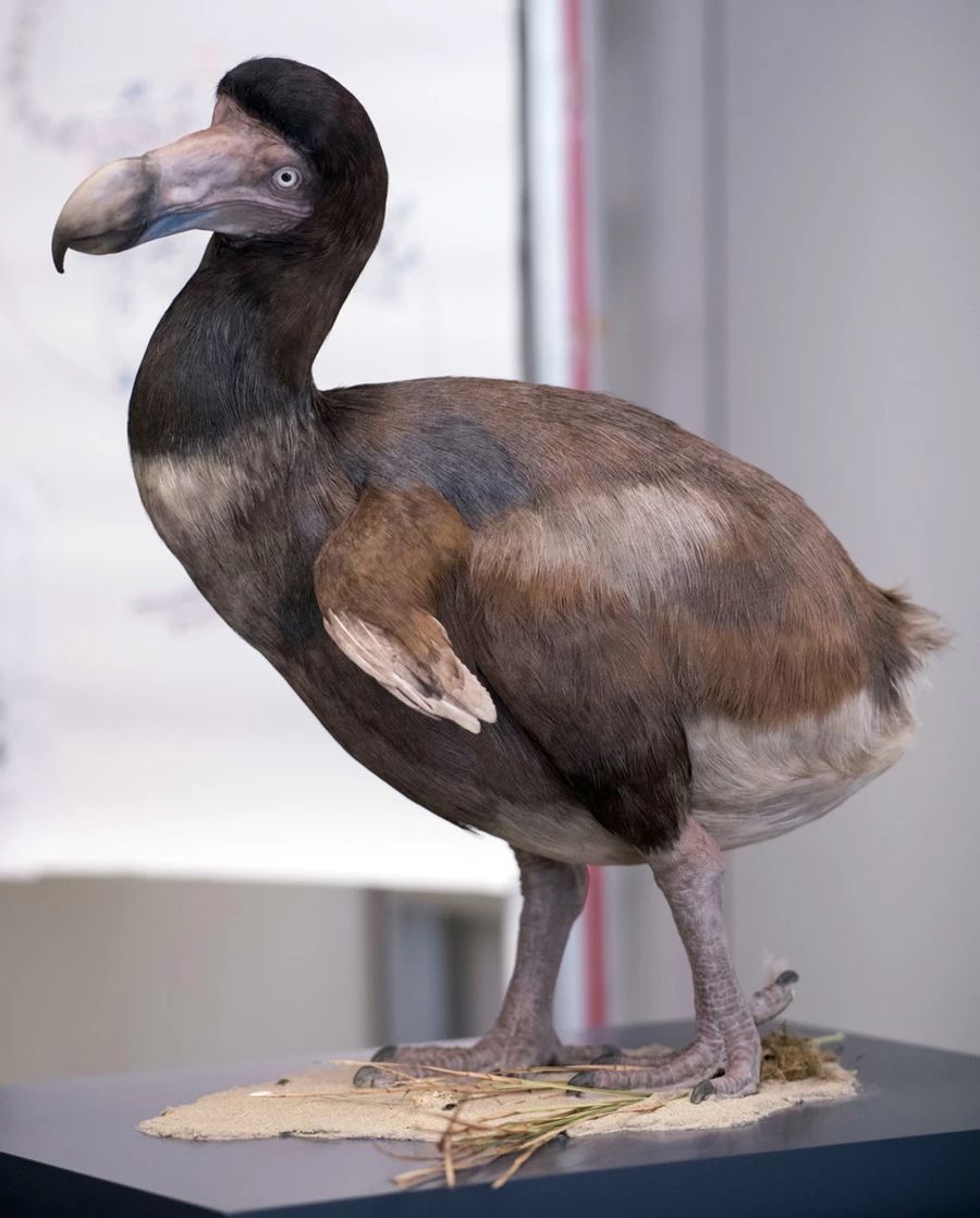 dodo