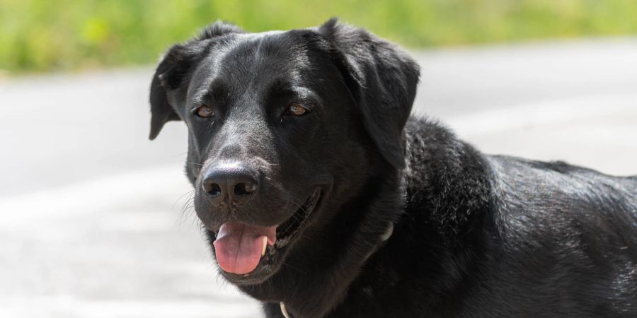 labrador