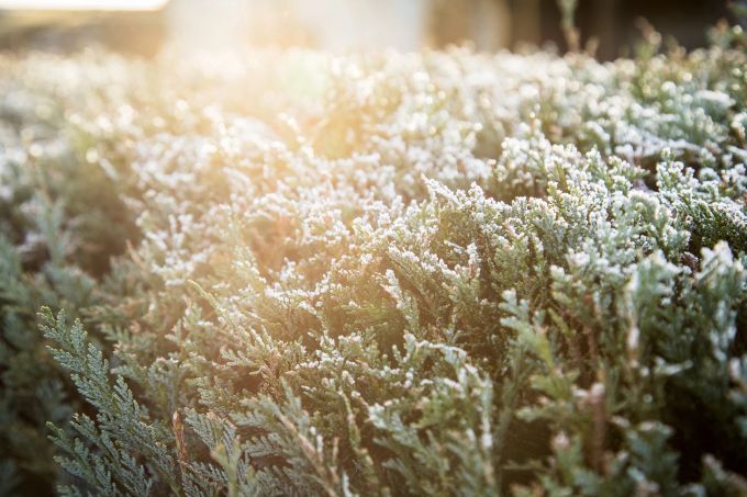 An Wintermorgen liegt der Raureif auf immergrünen Gehölzen wie dem Lebensbaum. Lebensbaum Raureif Gehölz Wintermorgen