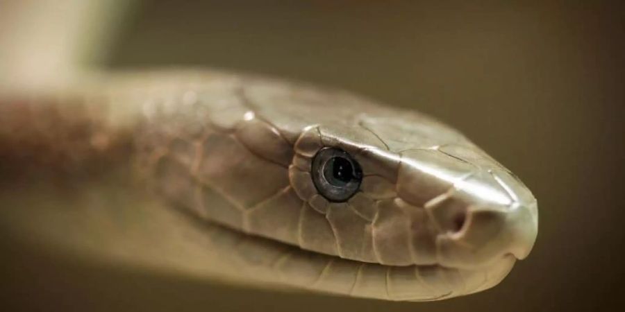Eine Schwarze Mamba, aufgenommen im Zoo der giftigen Tiere in Eimsheim. Foto: Fredrik von Erichsen