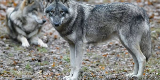 Wölfe in einem Gehege Wölfe in einem Gehege