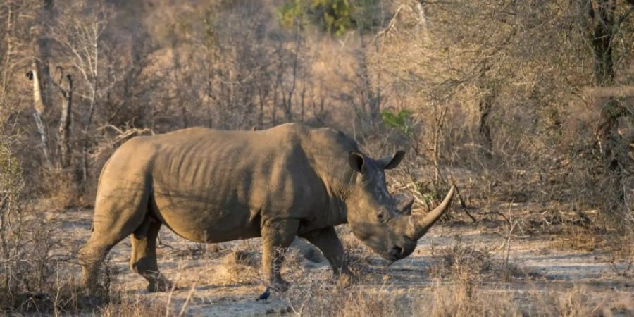 Südafrika will Kampf gegen Wilderer fortführen