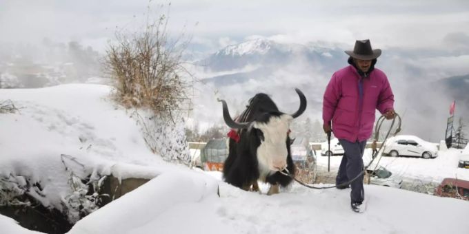 Yaks sind in Zentralasien beheimatet Yaks sind in Zentralasien beheimatet