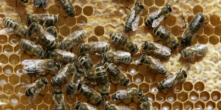 Bienen kommunizieren mithilfe eines vibrierenden Tanzes.