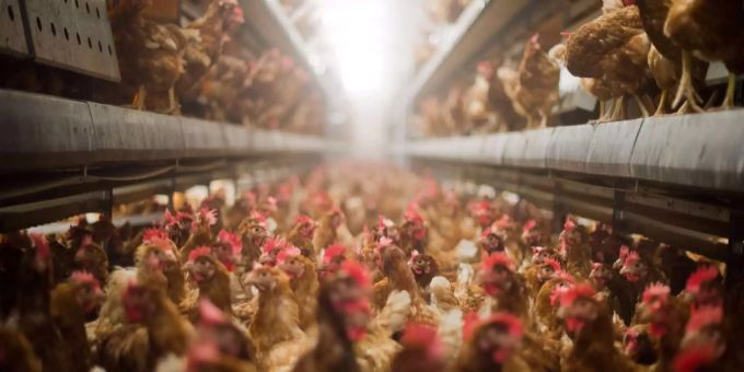 Fälle der Vogelgrippe H5N1 wurden auch in Deutschland entdeckt. vogelgrippe h5n1