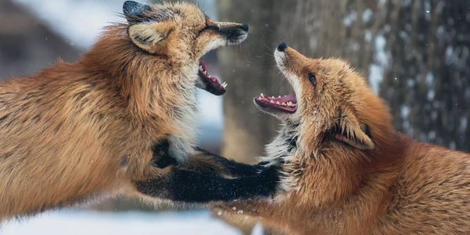 Die Baujagd soll im Kanton Bern weitgehend verboten werden. baujagd