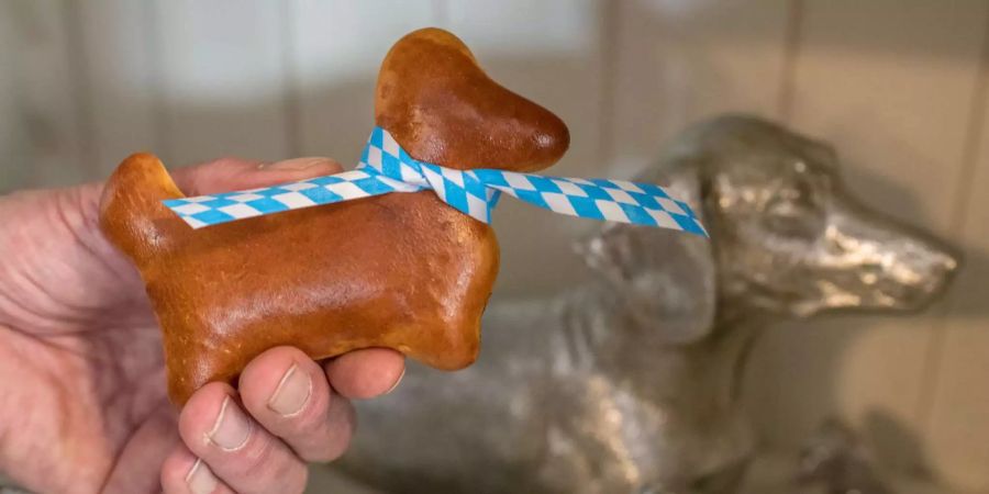 Besucher erfahren hier Wissenswertes und Kuriositäten rund um den Dachshund: der Dackel als Jagd- und Familienhund, als Symbol für bayerische Gemütlichkeit, als Spielzeug, Stofftier, Weihnachtsdeko und sogar als Esswaren.