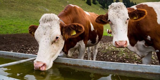 Sind Sie eine Kuh? Nein? Dann lassen Sies mit Ivermectin, findet die amerikanische FDA. Kühe