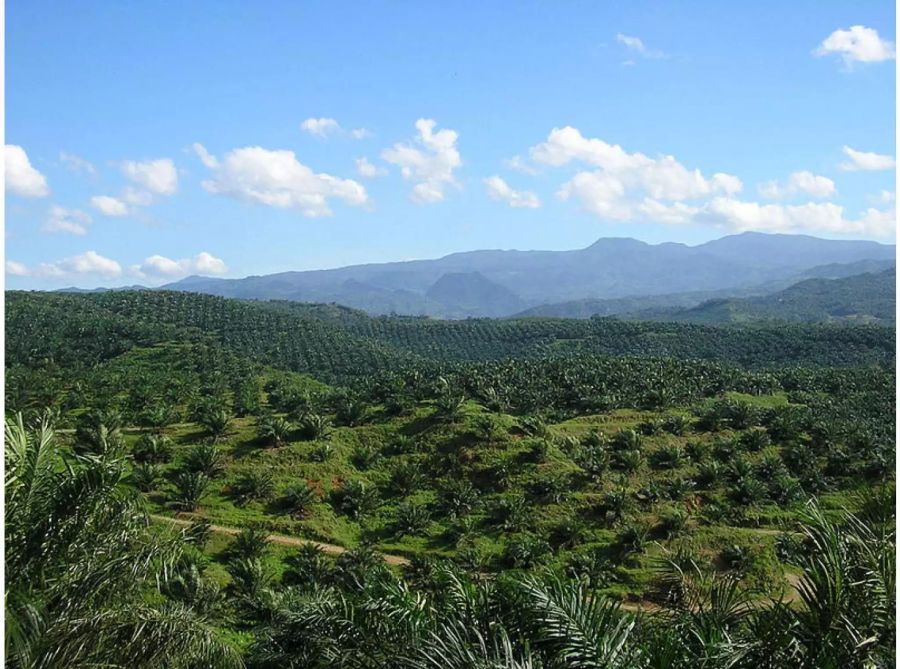 Soweit das Auge reicht: Palmöl-Monokulturen wie hier in Indonesien verdrängen Regenwälder. Bild: Wikimedia Commons