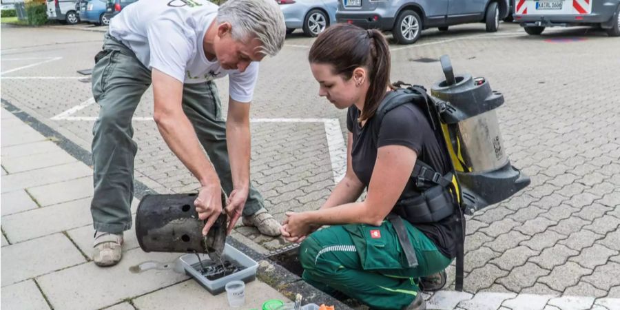 Um sich zu verbreiten braucht die Tigermücke Wasserlachen, wie sie beispielsweise in Regentonnen oder Abwasserschächten zu finden ist. Auf dem Bild werden Tigermücken-Fallen in Deutschland überprüft.