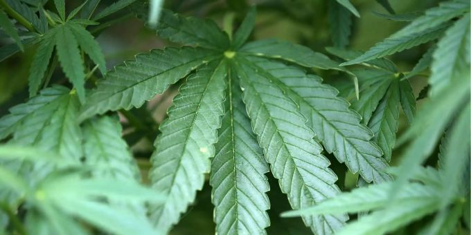 Viel Streit um eine Pflanze: Libanon ist der drittgrösste Hanf-Produzent der Welt. Viel Streit um eine Pflanze: Libanon ist der drittgrösste Hanf-Produzent der Welt.