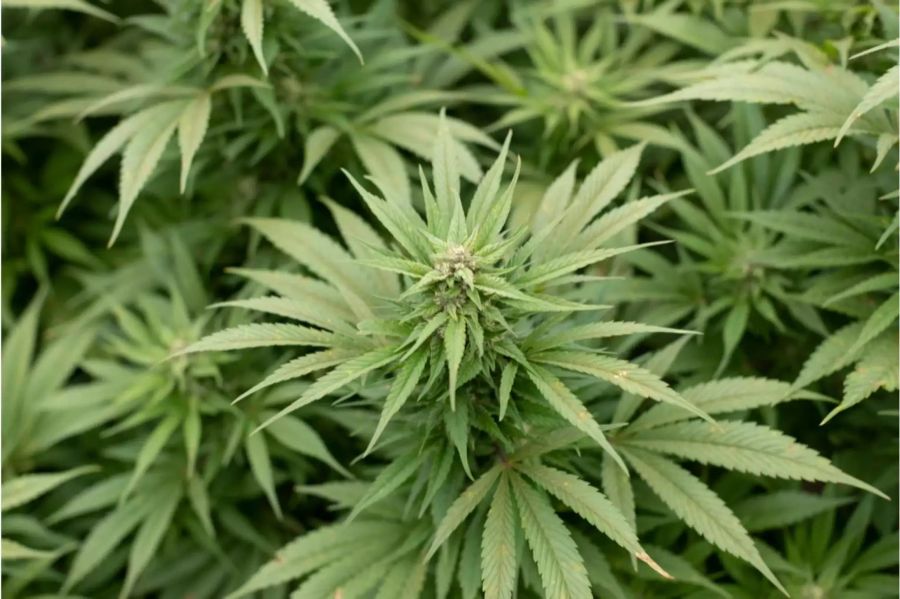 Der Mann wehrte sich in allen Instanzen gegen die Anordnungen des Kantonslabors.