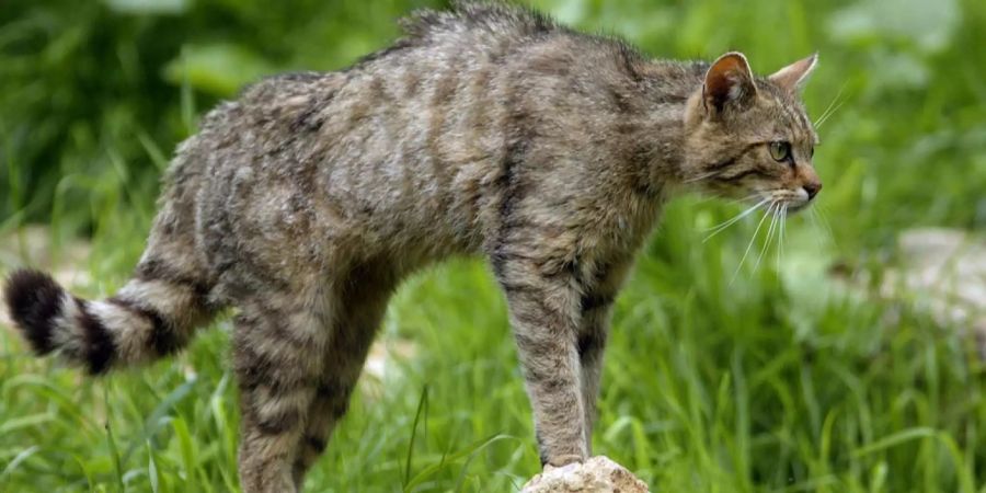 Wildkatzen nach über 100 Jahren zurück im Kanton Genf.