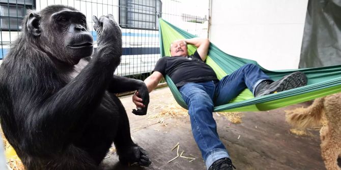 Klaus Köhler, Direktor des Zirkus «Belly», liegt in einer Hängematte in Visselhövede (D) während Schimpanse «Robby» ihn schaukelt.